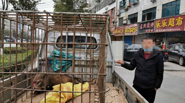 犯罪嫌疑人指认被查获的野猪.jpg